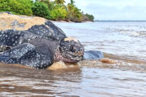 Geonature Réserve naturelle nationale de l'Amana Tortue Luth