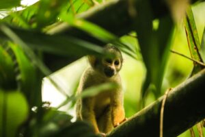 GeoNature biodiversité Guyane protection faune flore